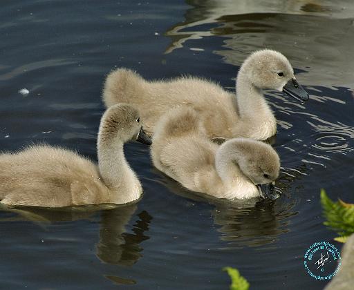 Mute Swan 9R054D-110.JPG